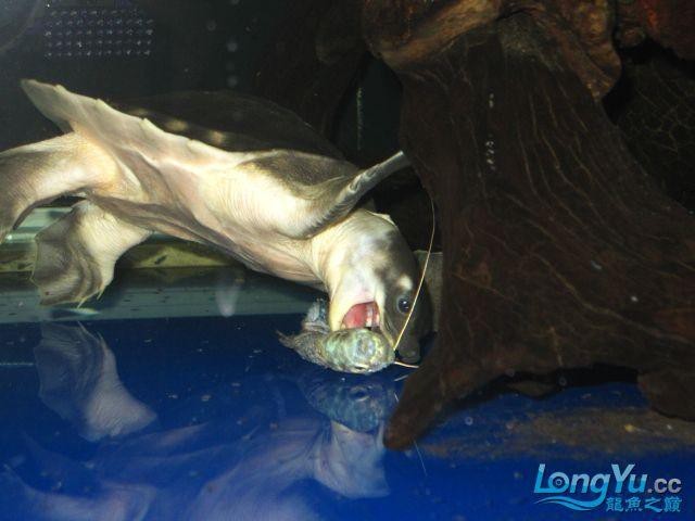 豬鼻龜會咬龍魚嗎圖片
