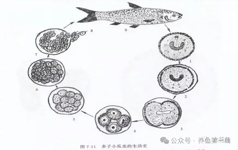 魚得了白點病多久會死