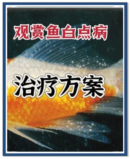 魚得了白點病多久會死