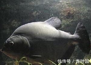魚缸里的海豚怎么處理：如何妥善處理海豚