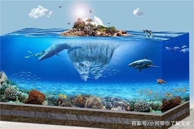 魚缸里的海豚怎么處理：如何妥善處理海豚