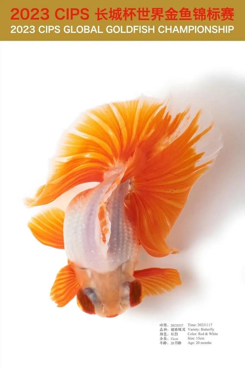 長城杯觀賞魚賽2024 長城杯觀賞魚賽2024 2025長城杯龍魚大賽 第10張