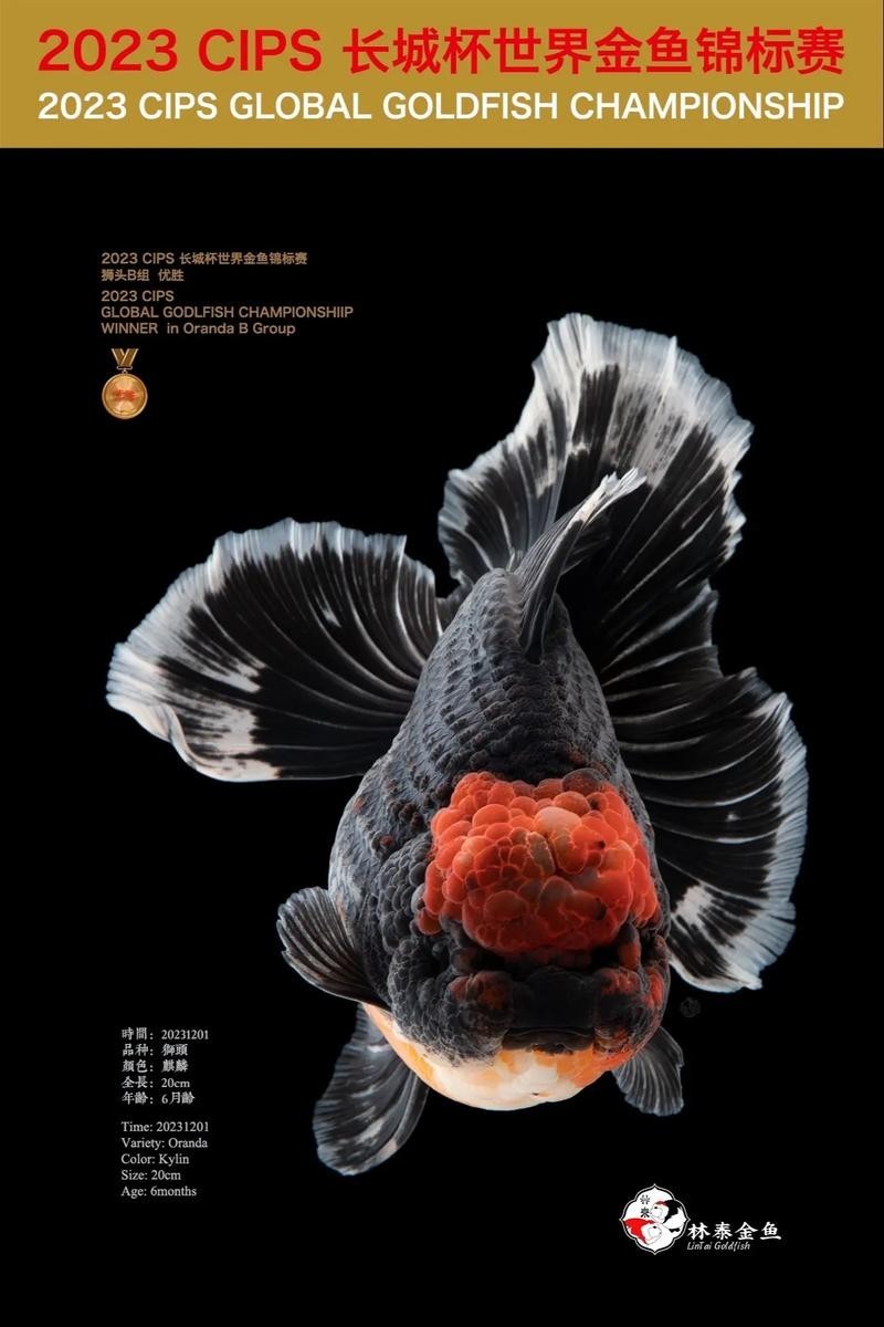 長城杯觀賞魚賽2024 長城杯觀賞魚賽2024 2025長城杯龍魚大賽 第6張