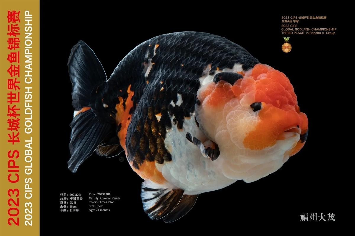 長城杯觀賞魚賽2024 長城杯觀賞魚賽2024 2025長城杯龍魚大賽 第8張