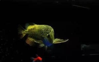 海拉爾地區魚缸定制的商家較多是一些推薦：海拉爾小螞蟻搬家服務部：海拉爾地區魚缸定制