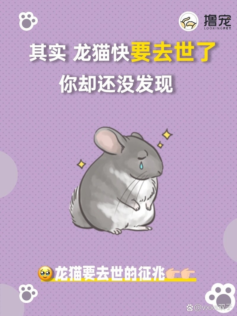 龍貓的正常體溫是多少？