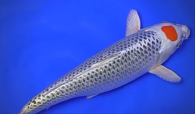 錦鯉魚養(yǎng)幾條最吉利最旺財
