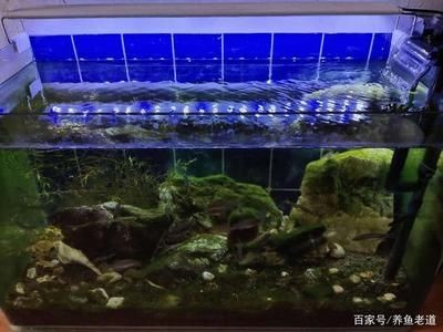 魚缸燈的開關時間科學設置魚缸燈的開關時間科學設置：同魚類和水草的主要作用是什么？ 魚缸燈的開關時間科學設置魚缸燈的開關時間科學設置：同魚類和水草的主要作用是什么？ 魚缸百科 第1張