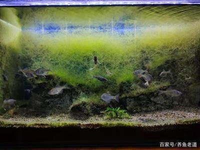 魚缸燈的開關時間科學設置魚缸燈的開關時間科學設置：同魚類和水草的主要作用是什么？ 魚缸燈的開關時間科學設置魚缸燈的開關時間科學設置：同魚類和水草的主要作用是什么？ 魚缸百科 第2張