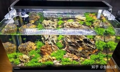 魚缸燈的開關時間科學設置魚缸燈的開關時間科學設置：同魚類和水草的主要作用是什么？ 魚缸燈的開關時間科學設置魚缸燈的開關時間科學設置：同魚類和水草的主要作用是什么？ 魚缸百科 第3張
