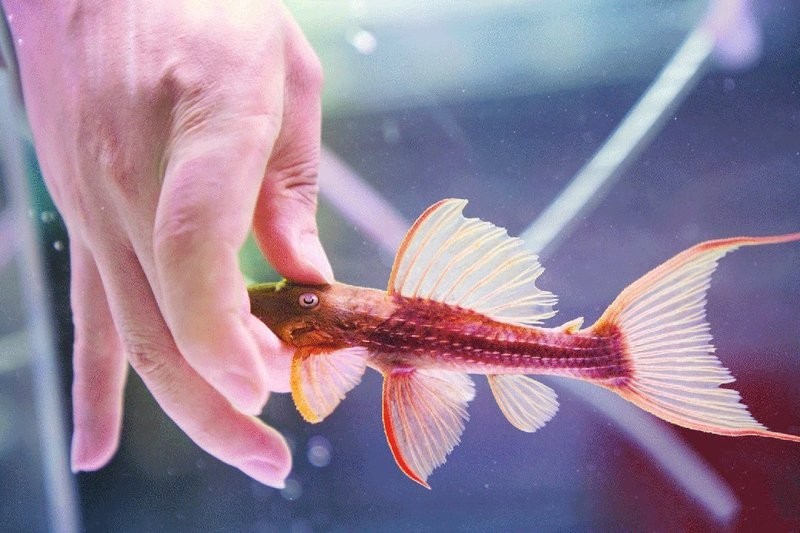 如何聯(lián)系長城杯世界小型觀賞魚蝦錦標(biāo)賽的主辦方？