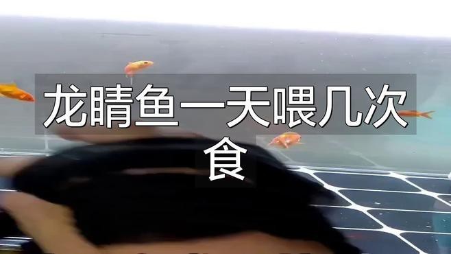 龍晴魚(yú)多久喂一次 龍晴魚(yú)多久喂一次 龍魚(yú)論壇 第2張
