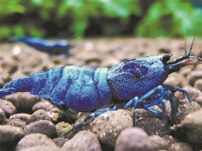 紅龍魚大賽2024什么時候開始