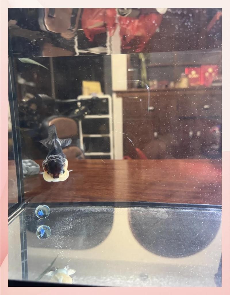 B過金龍魚需要黑缸飼養嗎？