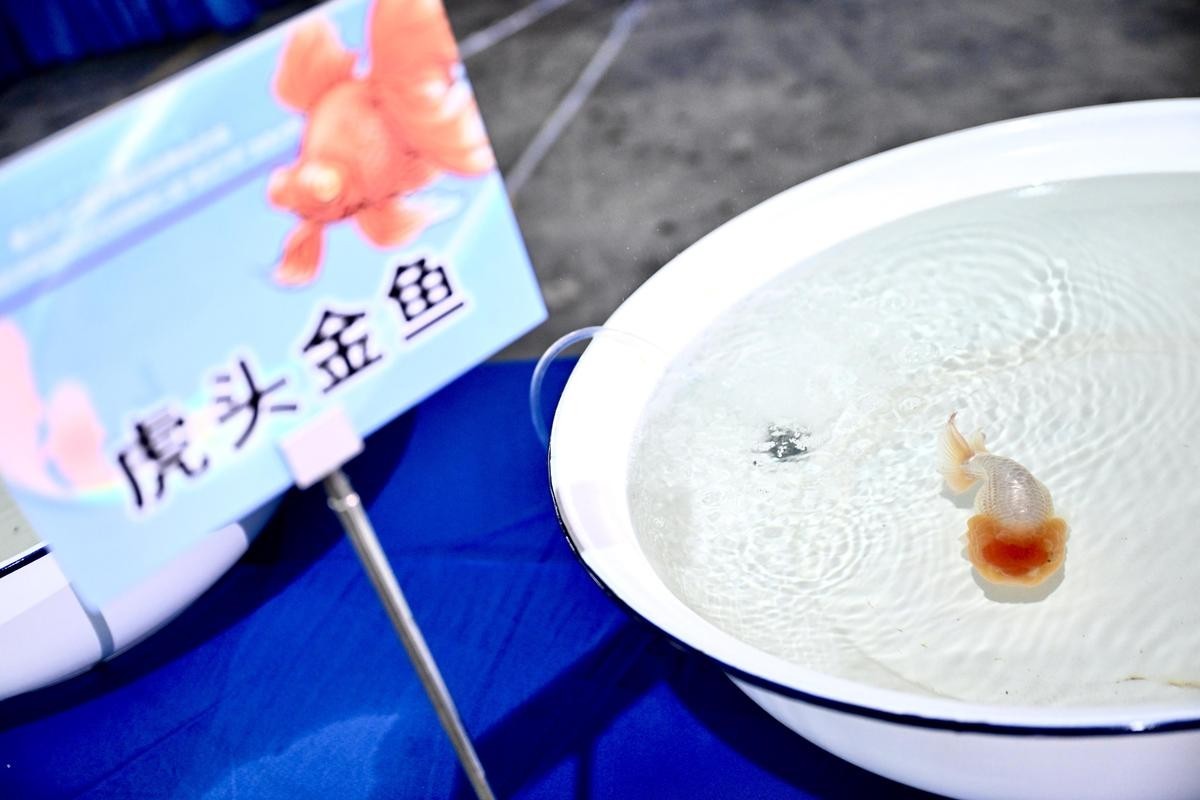 觀賞魚大賽