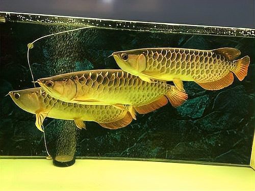 龍魚不能養三條的原因