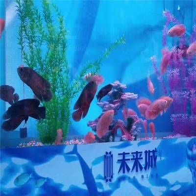 水族器材品牌有哪些？：國內知名的魚缸品牌有哪些？