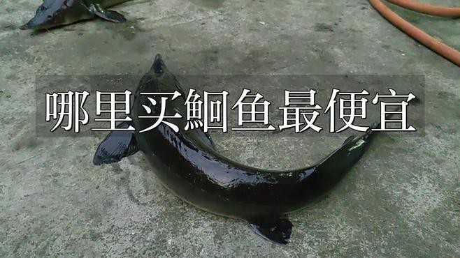 魚批發從哪里進貨最便宜