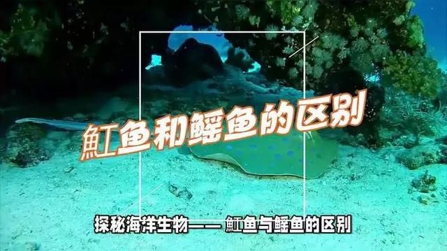 魟和鰩的區別
