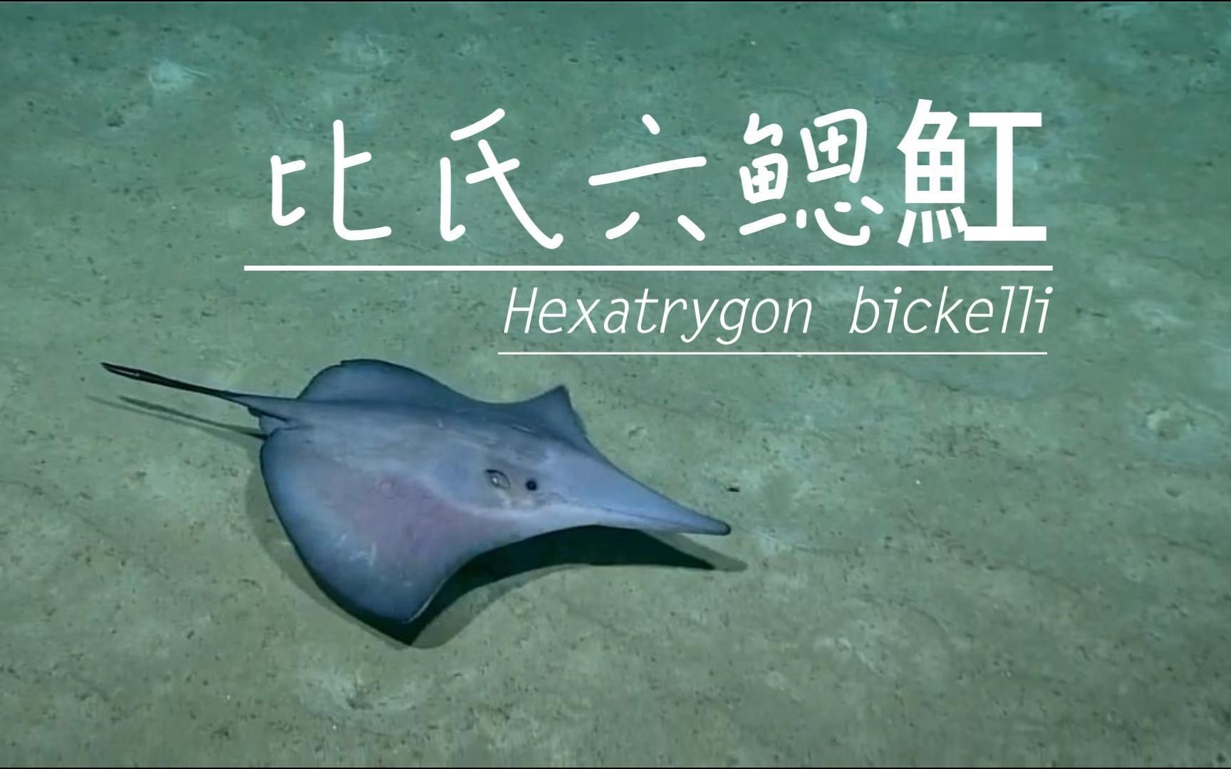 魟和鰩的區別