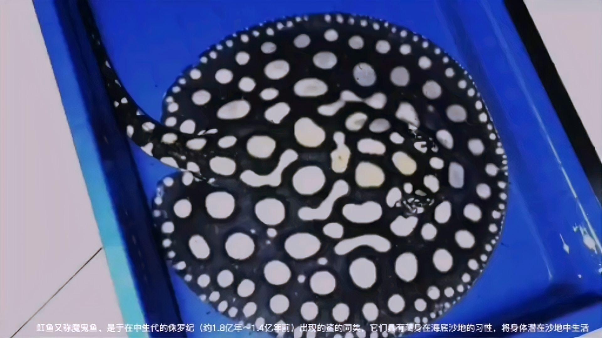 魟和鰩的區別