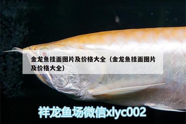 鸚鵡魚和銀龍魚混養怎樣喂食 汶上縣海燕水族館(汶上縣海燕水族館電話) 全國水族館企業名錄 汶上縣海燕水族館(汶上縣海燕水族館電話) 汶上縣海燕水族館(汶上縣海燕水族館電話) 全國水族館企業名錄