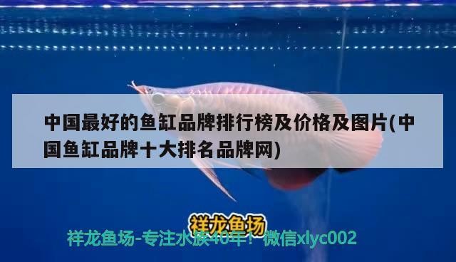 南靖縣藍俊觀賞魚店