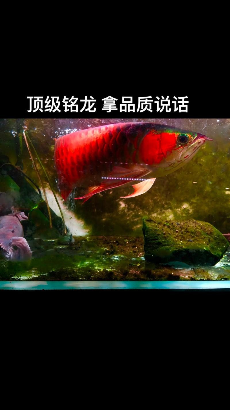 最貴的鳳凰紅龍魚(yú)有哪些圖片