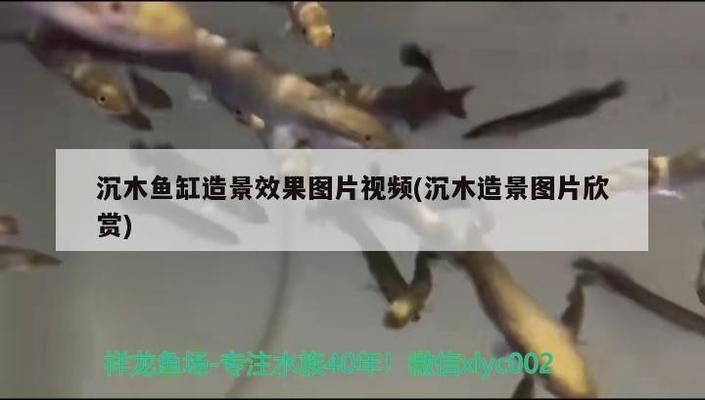 異型魚魚缸沉木造景效果圖：異型魚魚缸沉木造景效果圖展示