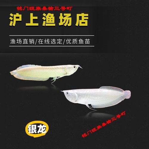 最漂亮的紅龍魚圖片大全視頻