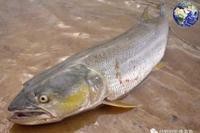 什么魚能毀掉一個魚塘