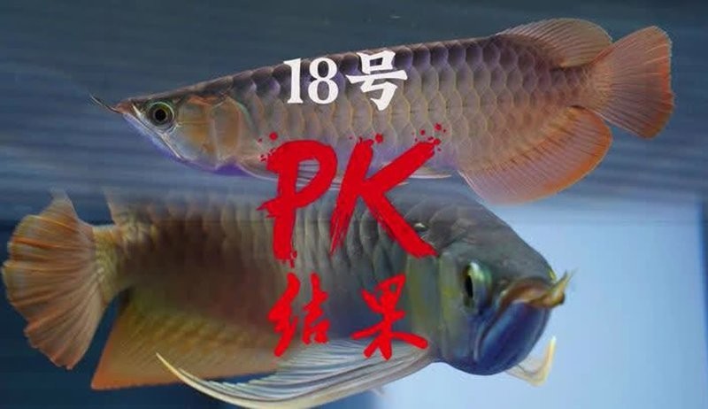 今年龍魚冠軍視頻近