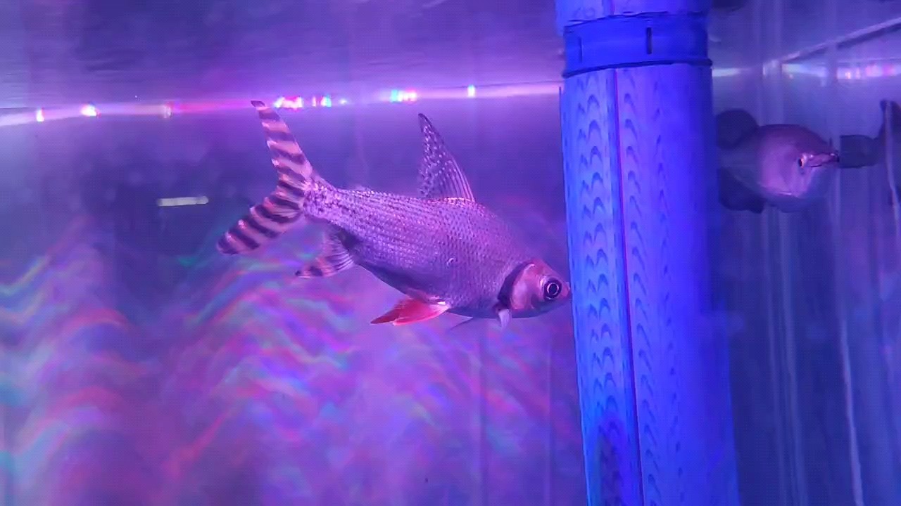 飛鳳 龍魚論壇 第1張 飛鳳 飛鳳 龍魚論壇 第1張