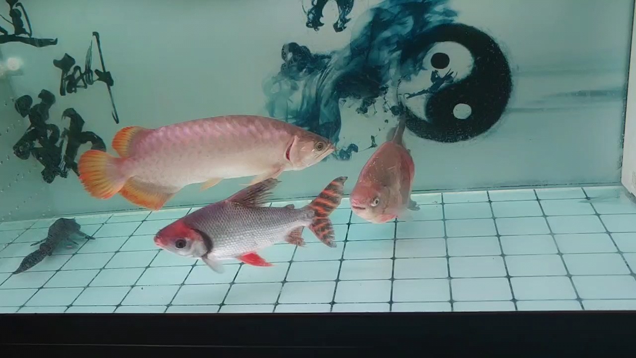 龍鳳銀