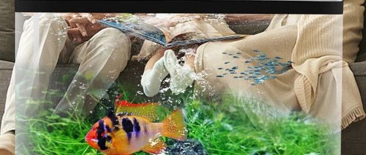 家用魚缸買什么樣的好（壁掛式魚缸安裝注意事項）