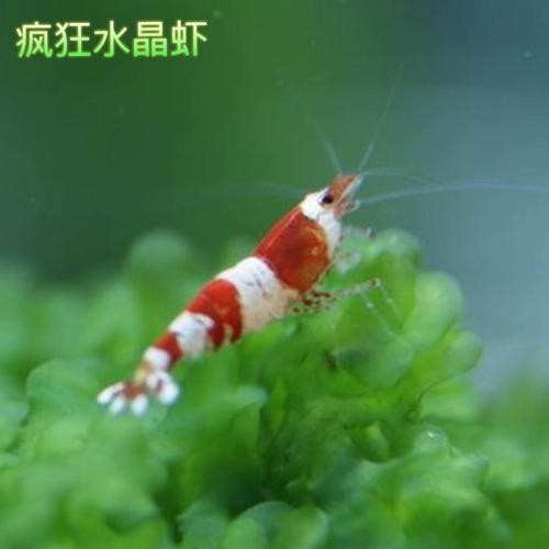 有哪些觀賞蝦品種？