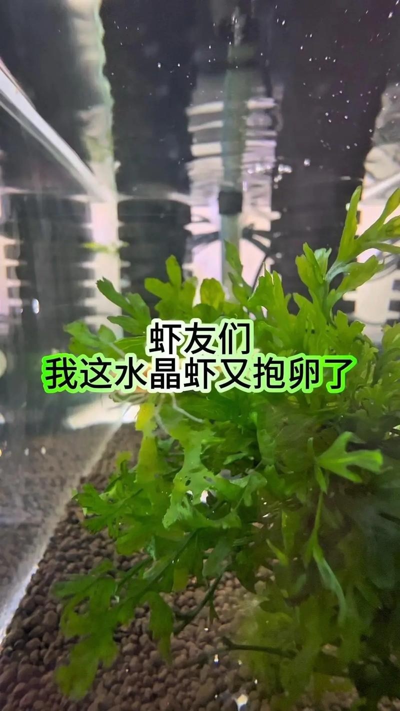 有哪些觀賞蝦品種？