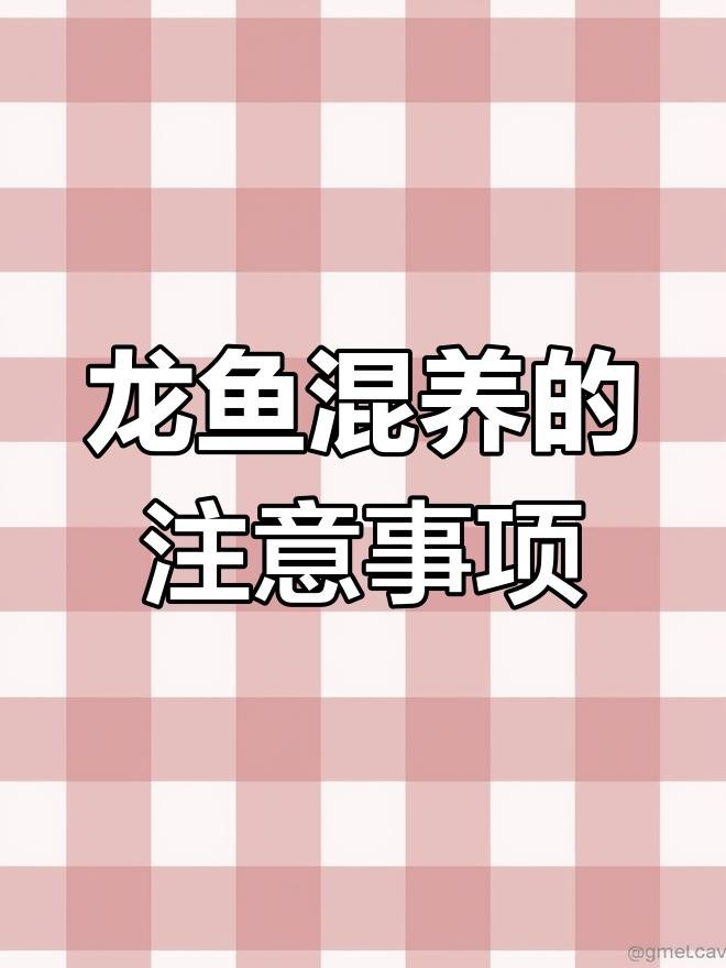 新手養龍魚需要哪些基本設備？