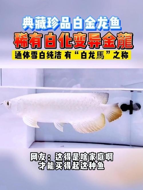呈千祥龍魚漁場有哪些品種？ 呈千祥龍魚漁場有哪些品種？ 2025長城杯龍魚大賽 第9張
