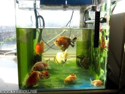 觀賞魚缸換水直接用自來水可以嗎視頻（養魚水質管理是養魚成功的關鍵之一）