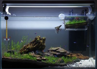 觀賞魚缸換水直接用自來水可以嗎視頻（養魚水質管理是養魚成功的關鍵之一）