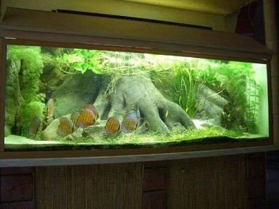 魚缸的水兩天就渾濁了怎么辦 魚缸的水兩天就渾濁了怎么辦 魚缸百科 第5張