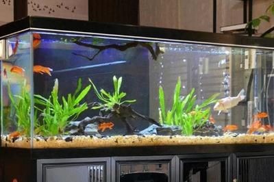 魚缸過濾系統(tǒng)的日常維護(hù)方法：魚缸過濾系統(tǒng)的日常維護(hù)