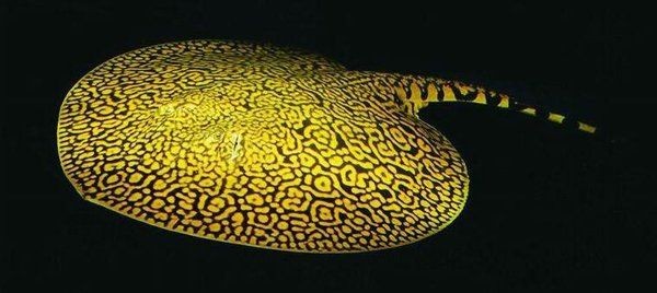 魟魚白化帝王