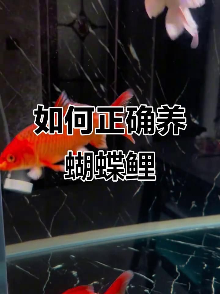 蝴蝶鯉哪個品種最好養