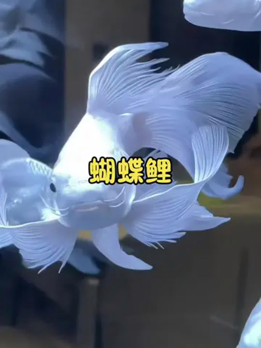蝴蝶鯉哪個品種最好養