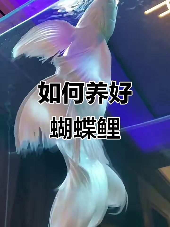 蝴蝶鯉哪個品種最好養