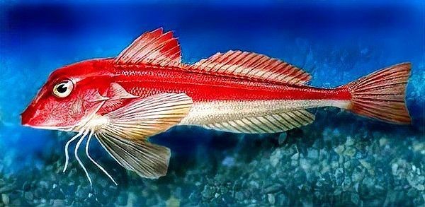 紅頭魚是紅娘魚嗎