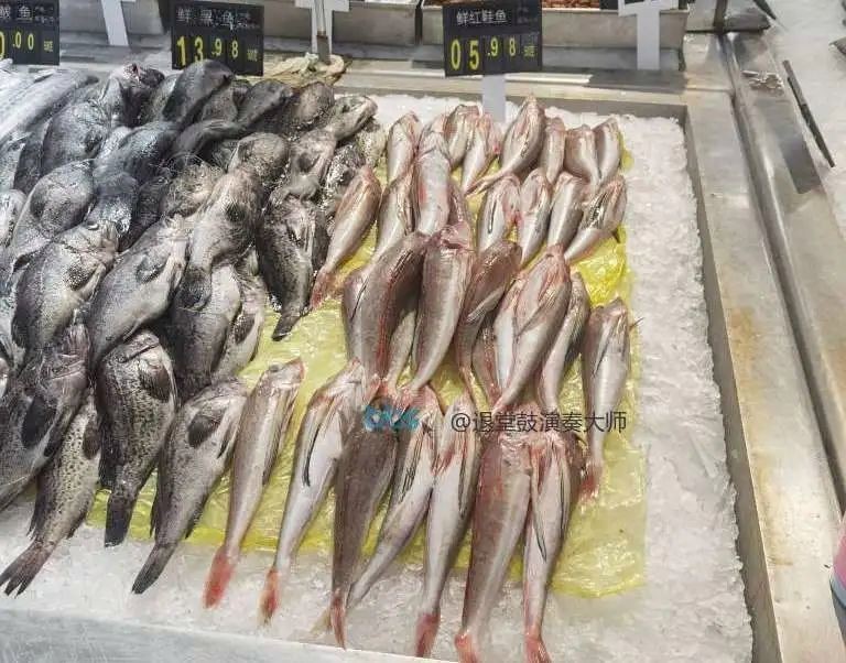 紅頭魚是紅娘魚嗎