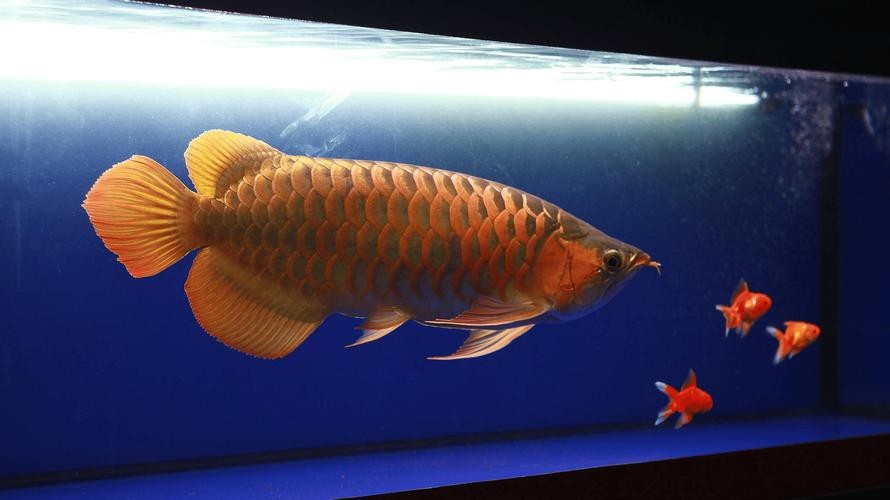 龍魚的最佳擺放吉位圖片